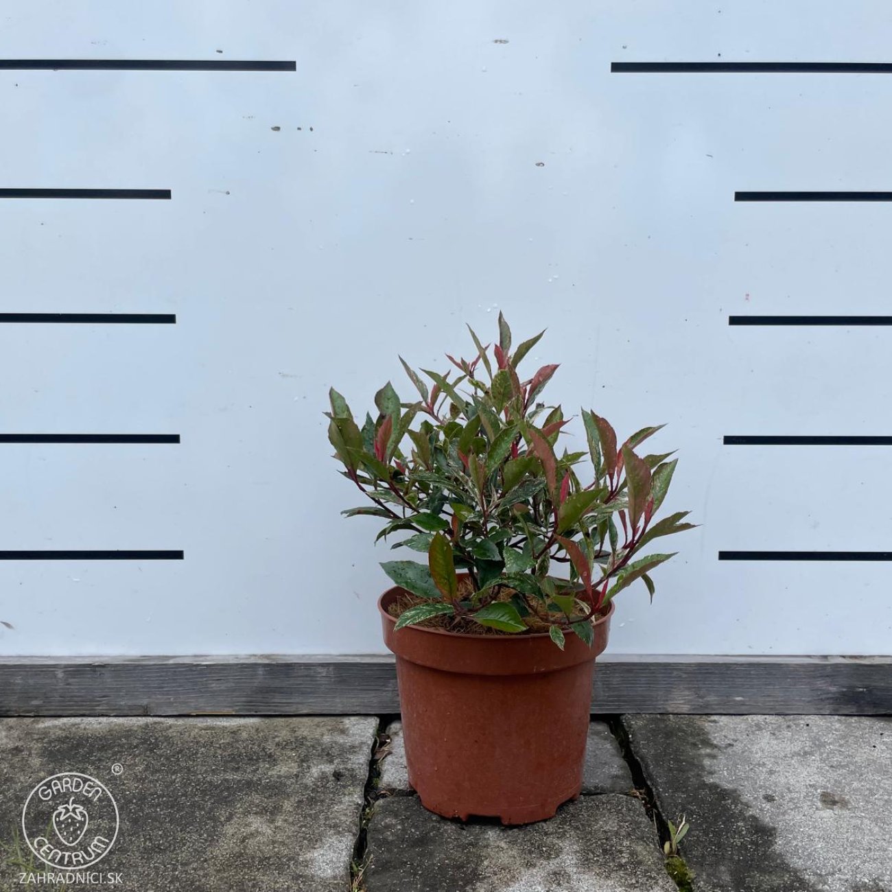 Obrázok Červienka Fraserova (Photinia × fraseri) ‘LITTLE FENNA’ - výška 15-25, kont. C2L